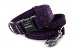 Halsband Staffordshire Bull Terrier Violet