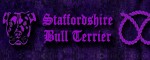 Halsband Staffordshire Bull Terrier Violet