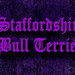 Halsband Staffordshire Bull Terrier Violet